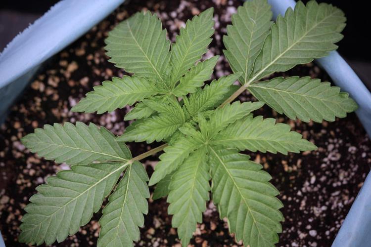 TicaL X Zamnesia-NectarDrip pack#268/750. Week 4 - Nectar Dripping 