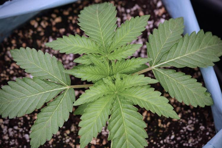 TicaL X Zamnesia-NectarDrip pack#268/750. Week 4 - Nectar Dripping 