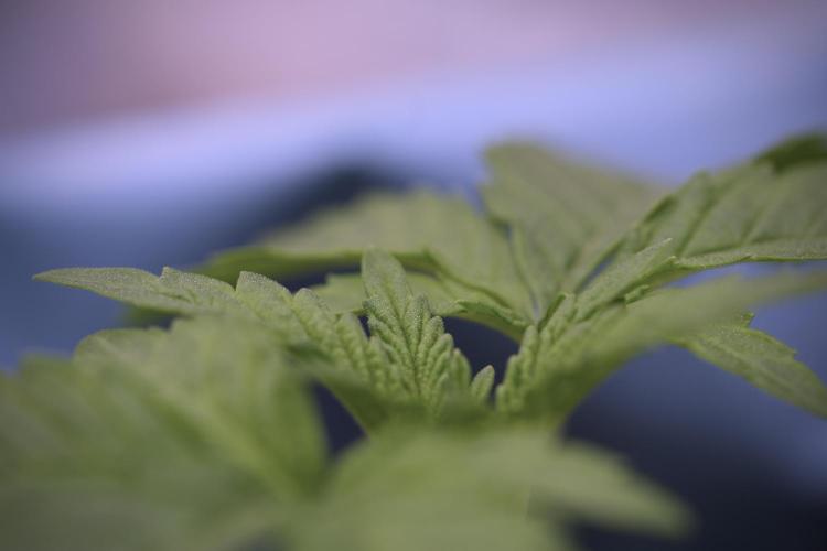 TicaL X Zamnesia-NectarDrip pack#268/750. Week 4 - Nectar Dripping 