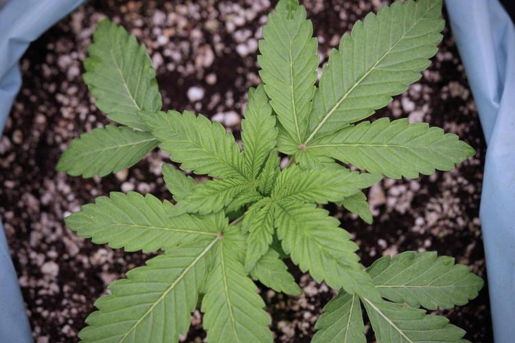 TicaL X Zamnesia-NectarDrip pack#268/750. Week 4 - Nectar Dripping 