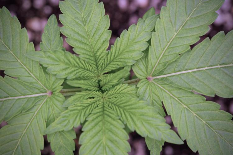 TicaL X Zamnesia-NectarDrip pack#268/750. Week 4 - Nectar Dripping 