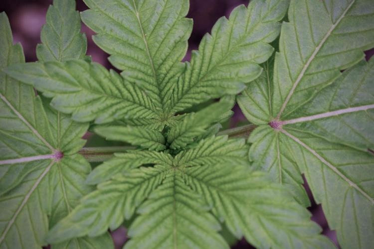 TicaL X Zamnesia-NectarDrip pack#268/750. Week 4 - Nectar Dripping 