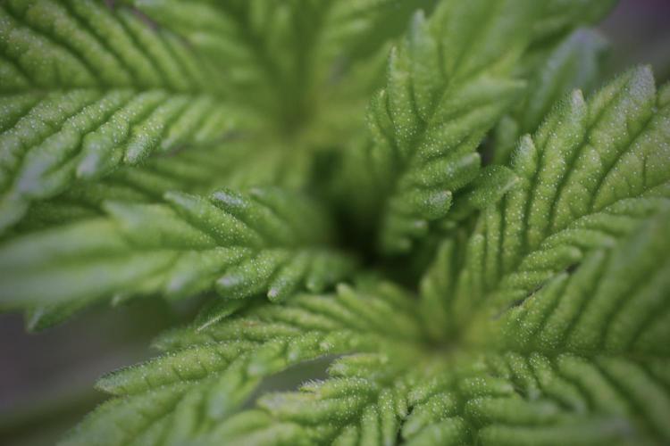 TicaL X Zamnesia-NectarDrip pack#268/750. Week 4 - Nectar Dripping 