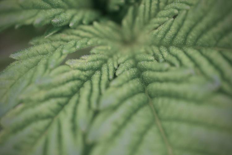 TicaL X Zamnesia-NectarDrip pack#268/750. Week 4 - Nectar Dripping 