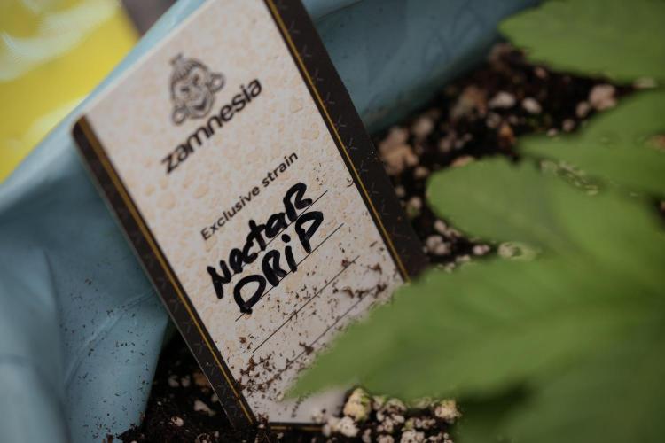 TicaL X Zamnesia-NectarDrip pack#268/750. Week 4 - Nectar Dripping 