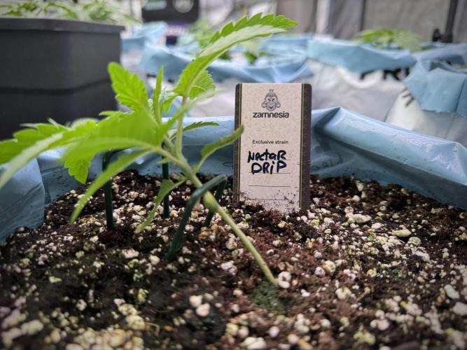 TicaL X Zamnesia-NectarDrip pack#268/750. Week 4 - Dripping trainings 