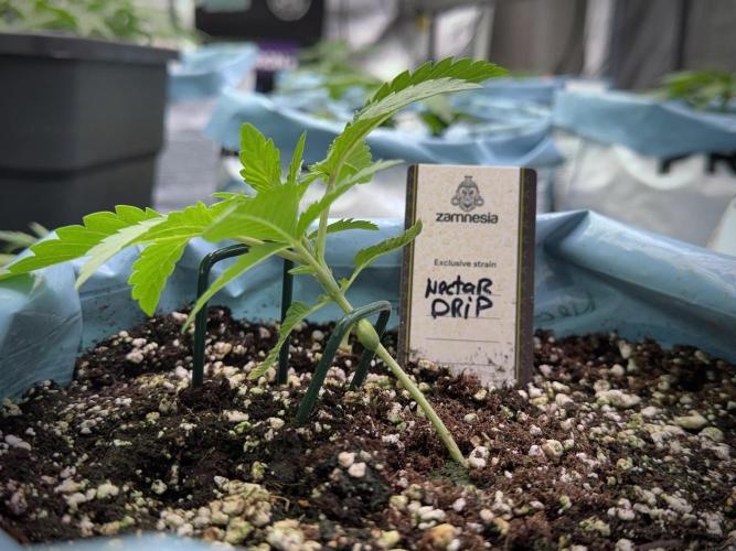 TicaL X Zamnesia-NectarDrip pack#268/750. Week 4 - Dripping trainings 