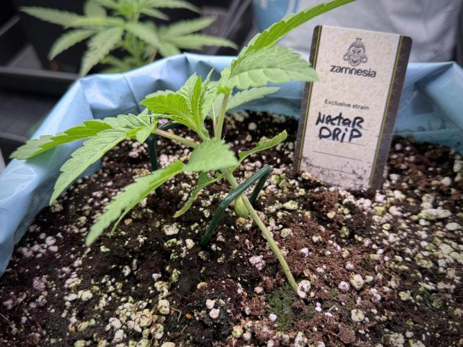 TicaL X Zamnesia-NectarDrip pack#268/750. Week 4 - Dripping trainings 