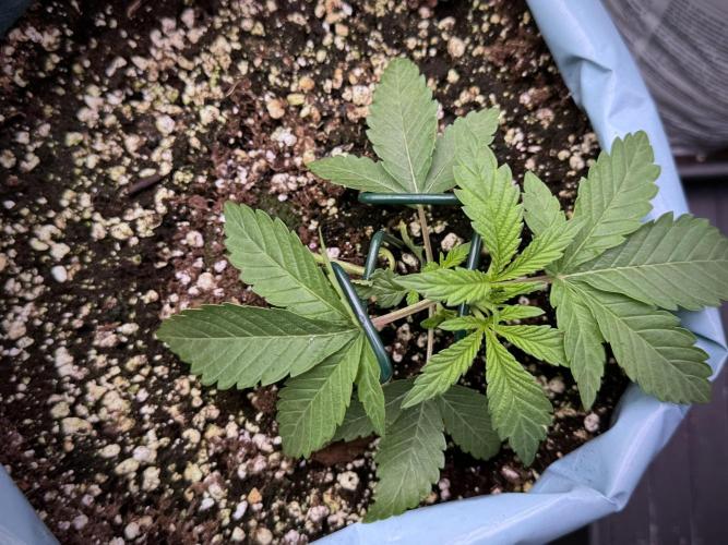 TicaL X Zamnesia-NectarDrip pack#268/750. Week 4 - Dripping trainings 