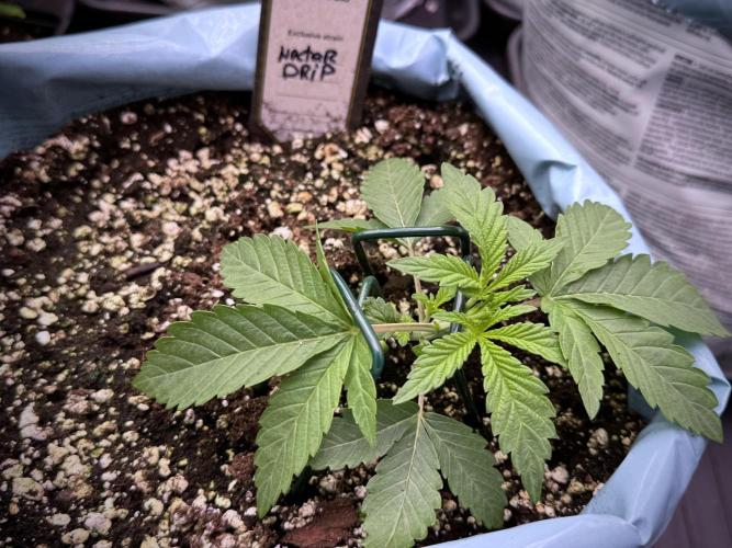 TicaL X Zamnesia-NectarDrip pack#268/750. Week 4 - Dripping trainings 