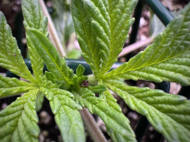 TicaL X Zamnesia-NectarDrip pack#268/750. Week 4 - Dripping trainings 