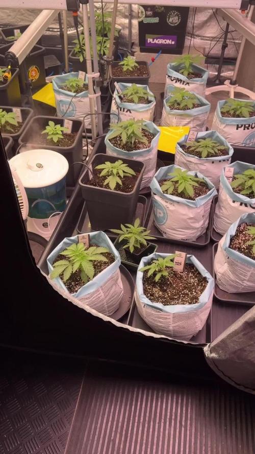 TicaL X Zamnesia-NectarDrip pack#268/750