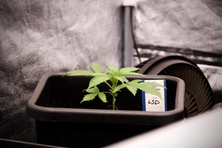 LSD Zamnesia Trippping. Week 3 - 18/6 LSD