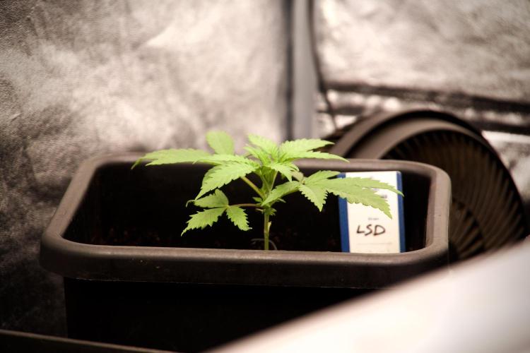 LSD Zamnesia Trippping. Week 3 - 18/6 LSD