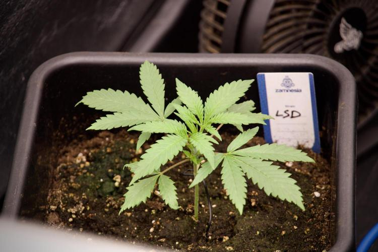 LSD Zamnesia Trippping. Week 3 - 18/6 LSD