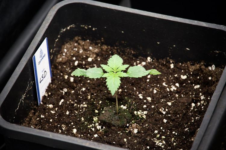 LSD Zamnesia Trippping. Week 3 - 12/12 LSD