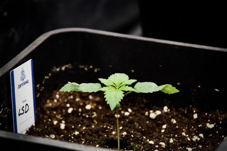 LSD Zamnesia Trippping. Week 3 - 12/12 LSD