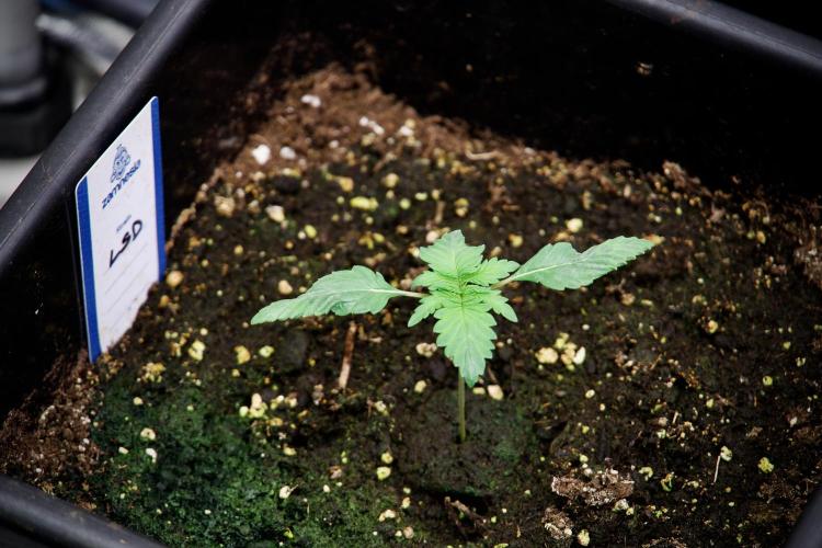 LSD Zamnesia Trippping. Week 3 - 12/12 LSD