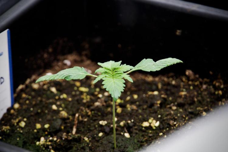 LSD Zamnesia Trippping. Week 3 - 12/12 LSD