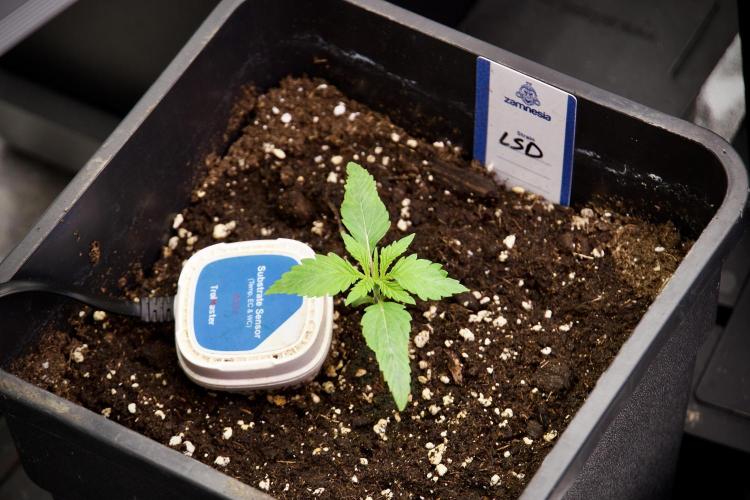 LSD Zamnesia Trippping. Week 3 - 12/12 LSD