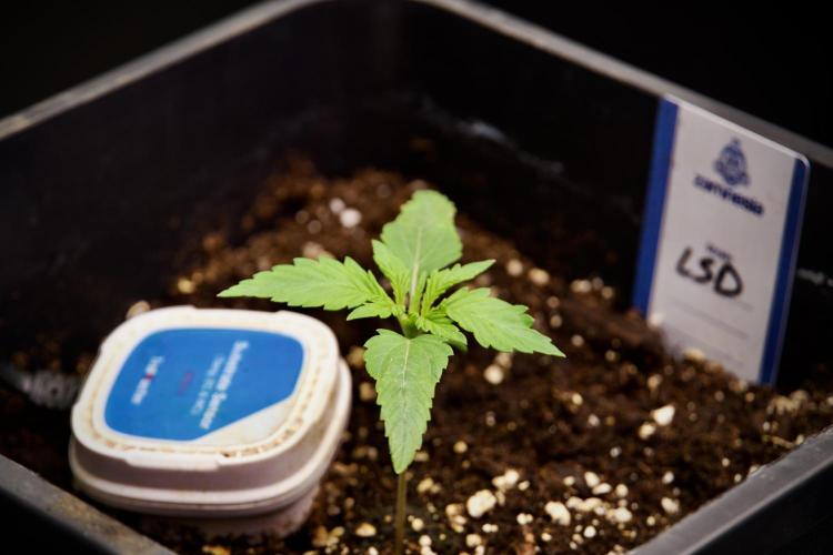 LSD Zamnesia Trippping. Week 3 - 12/12 LSD