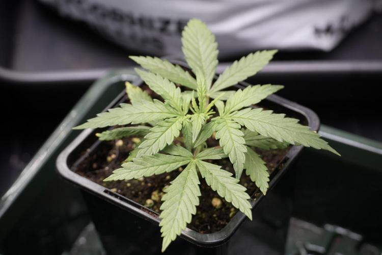 LSD Zamnesia Trippping. Week 3 - side Project LSD