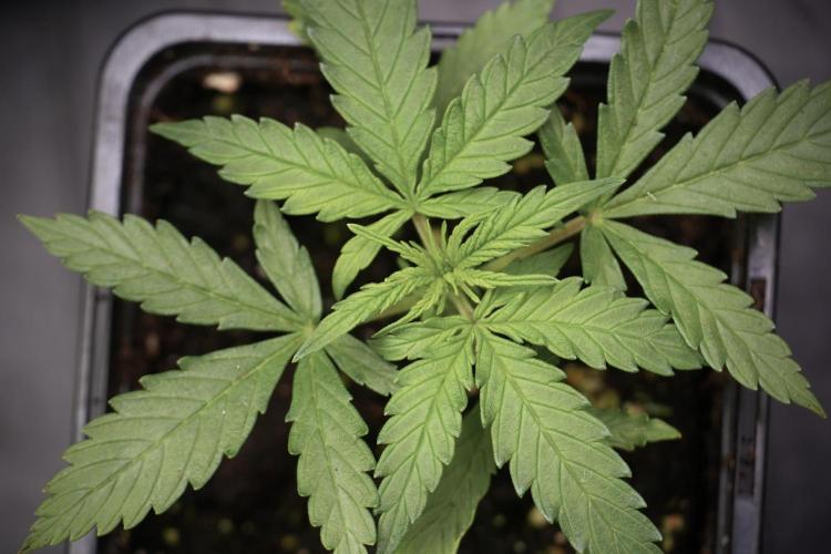 LSD Zamnesia Trippping. Week 3 - side Project LSD