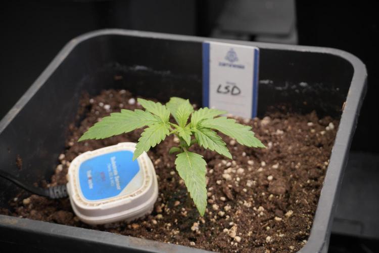 LSD Zamnesia Trippping. Week 3 - 12/12 LSD