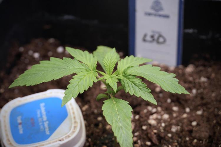 LSD Zamnesia Trippping. Week 3 - 12/12 LSD