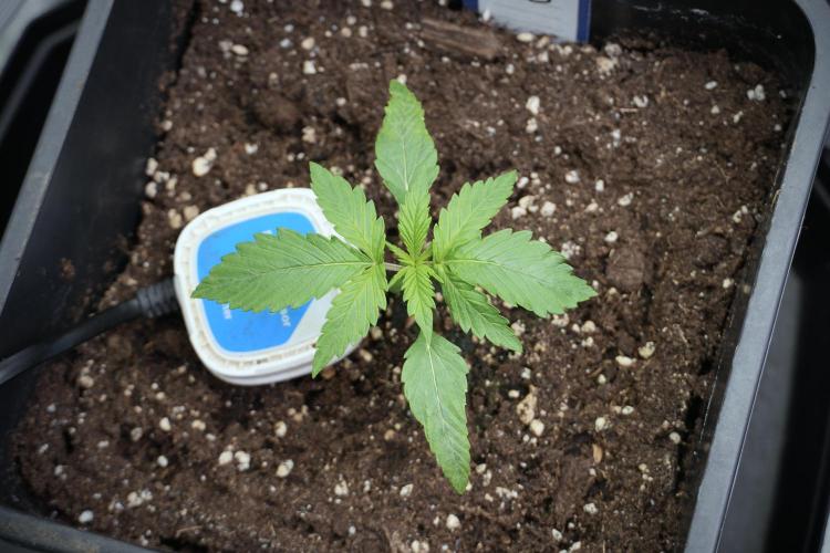 LSD Zamnesia Trippping. Week 3 - 12/12 LSD