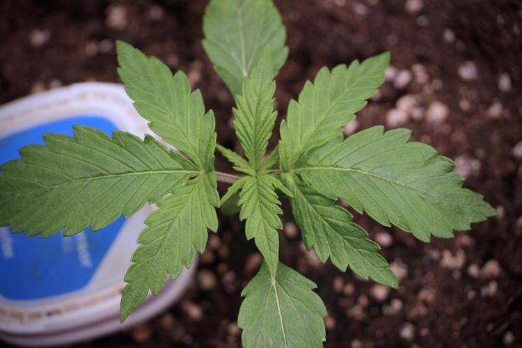 LSD Zamnesia Trippping. Week 3 - 12/12 LSD