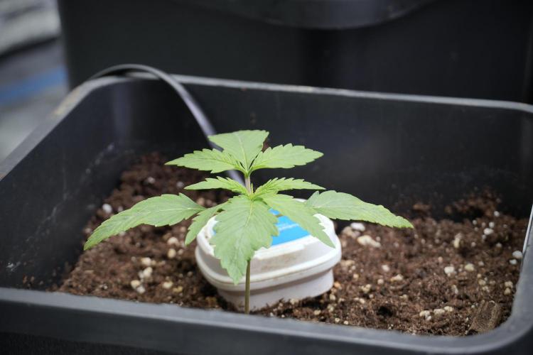 LSD Zamnesia Trippping. Week 3 - 12/12 LSD