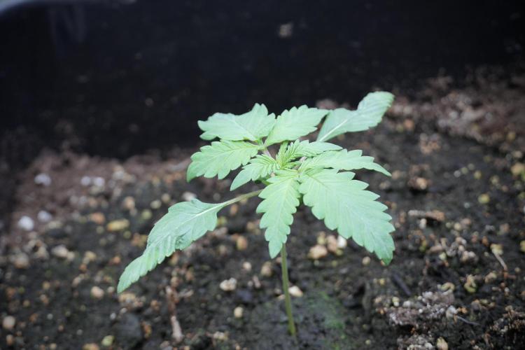 LSD Zamnesia Trippping. Week 3 - 12/12 LSD