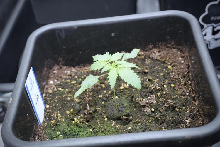 LSD Zamnesia Trippping. Week 3 - 12/12 LSD