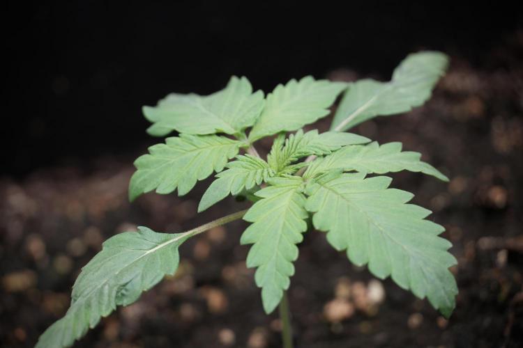 LSD Zamnesia Trippping. Week 3 - 12/12 LSD