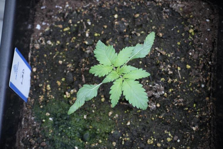 LSD Zamnesia Trippping. Week 3 - 12/12 LSD