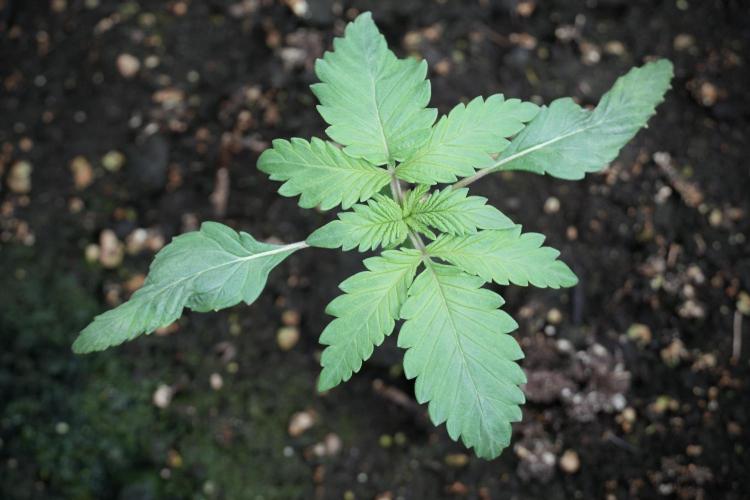 LSD Zamnesia Trippping. Week 3 - 12/12 LSD