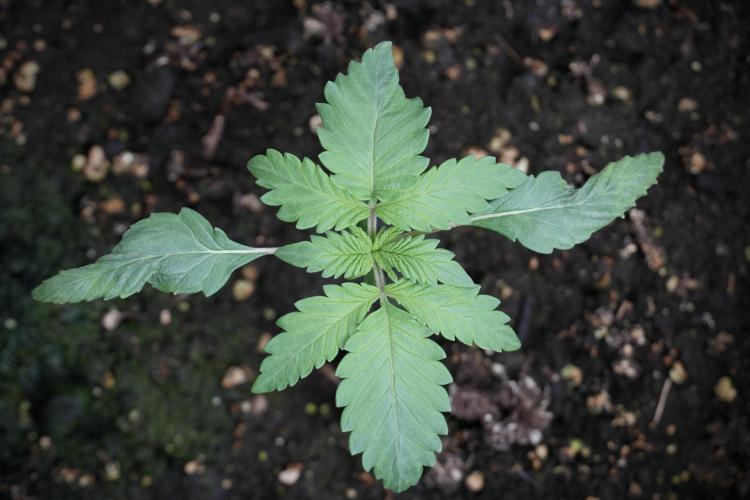 LSD Zamnesia Trippping. Week 3 - 12/12 LSD