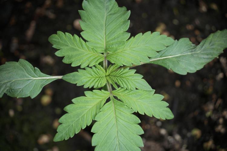 LSD Zamnesia Trippping. Week 3 - 12/12 LSD