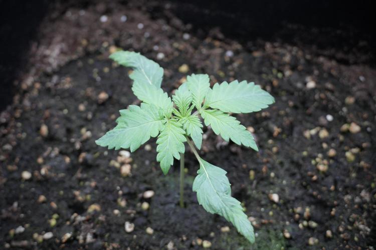 LSD Zamnesia Trippping. Week 3 - 12/12 LSD