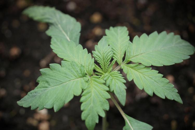 LSD Zamnesia Trippping. Week 3 - 12/12 LSD