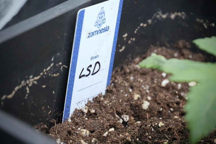 LSD Zamnesia Trippping. Week 3 - 12/12 LSD