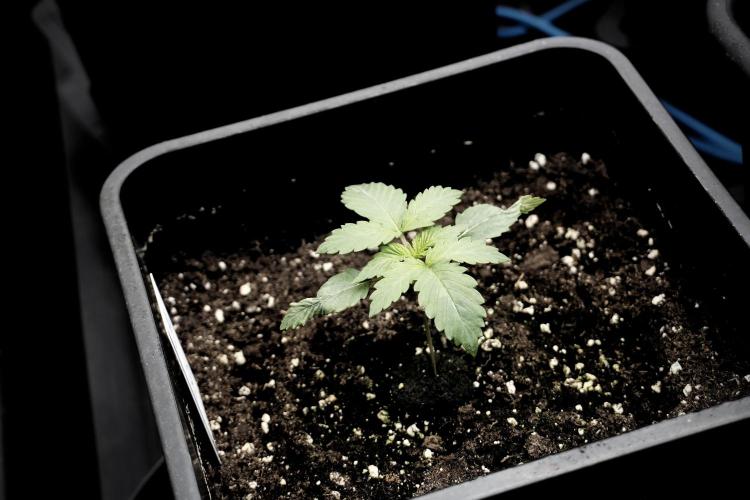 LSD Zamnesia Trippping. Week 3 - 12/12 LSD