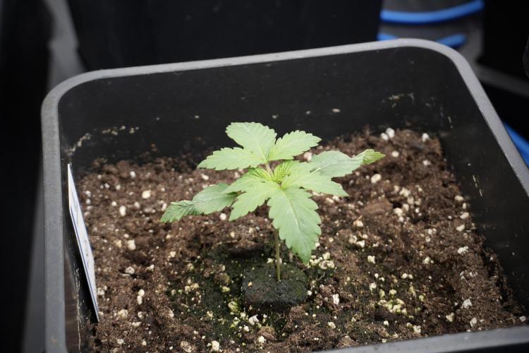 LSD Zamnesia Trippping. Week 3 - 12/12 LSD