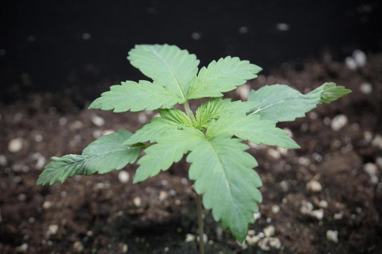 LSD Zamnesia Trippping. Week 3 - 12/12 LSD