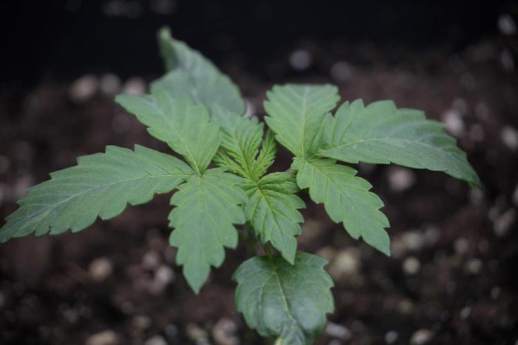 LSD Zamnesia Trippping. Week 3 - 12/12 LSD