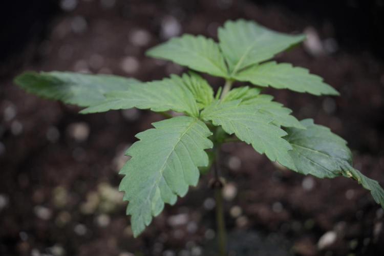 LSD Zamnesia Trippping. Week 3 - 12/12 LSD