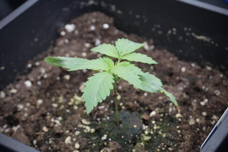 LSD Zamnesia Trippping. Week 3 - 12/12 LSD