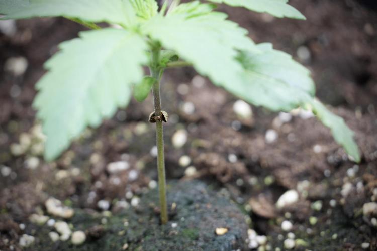 LSD Zamnesia Trippping. Week 3 - 12/12 LSD