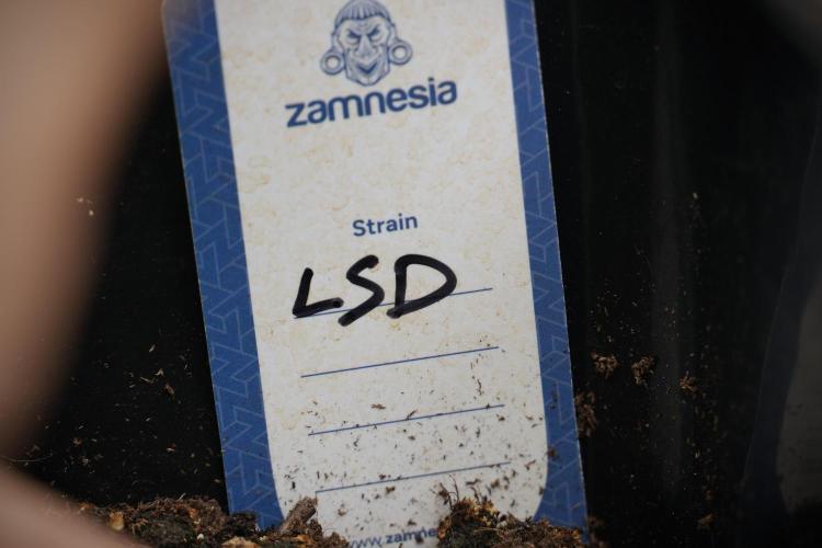 LSD Zamnesia Trippping. Week 3 - 12/12 LSD
